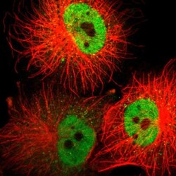 ZNF540 Antibody, Novus Biologicals 0.1mL; Unlabeled:Antibodies, Polyclonal